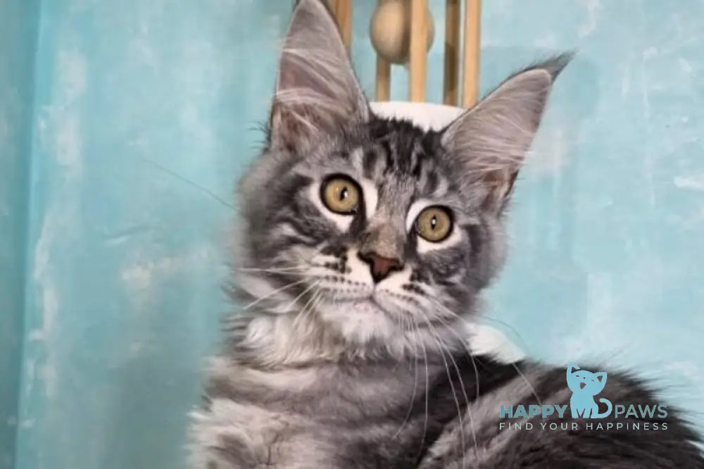 Quasar Maine Coon male black silver tabby live animals