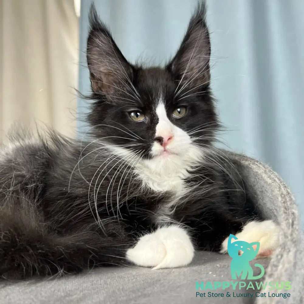 Quasar Maine Coon male black with white - live animals