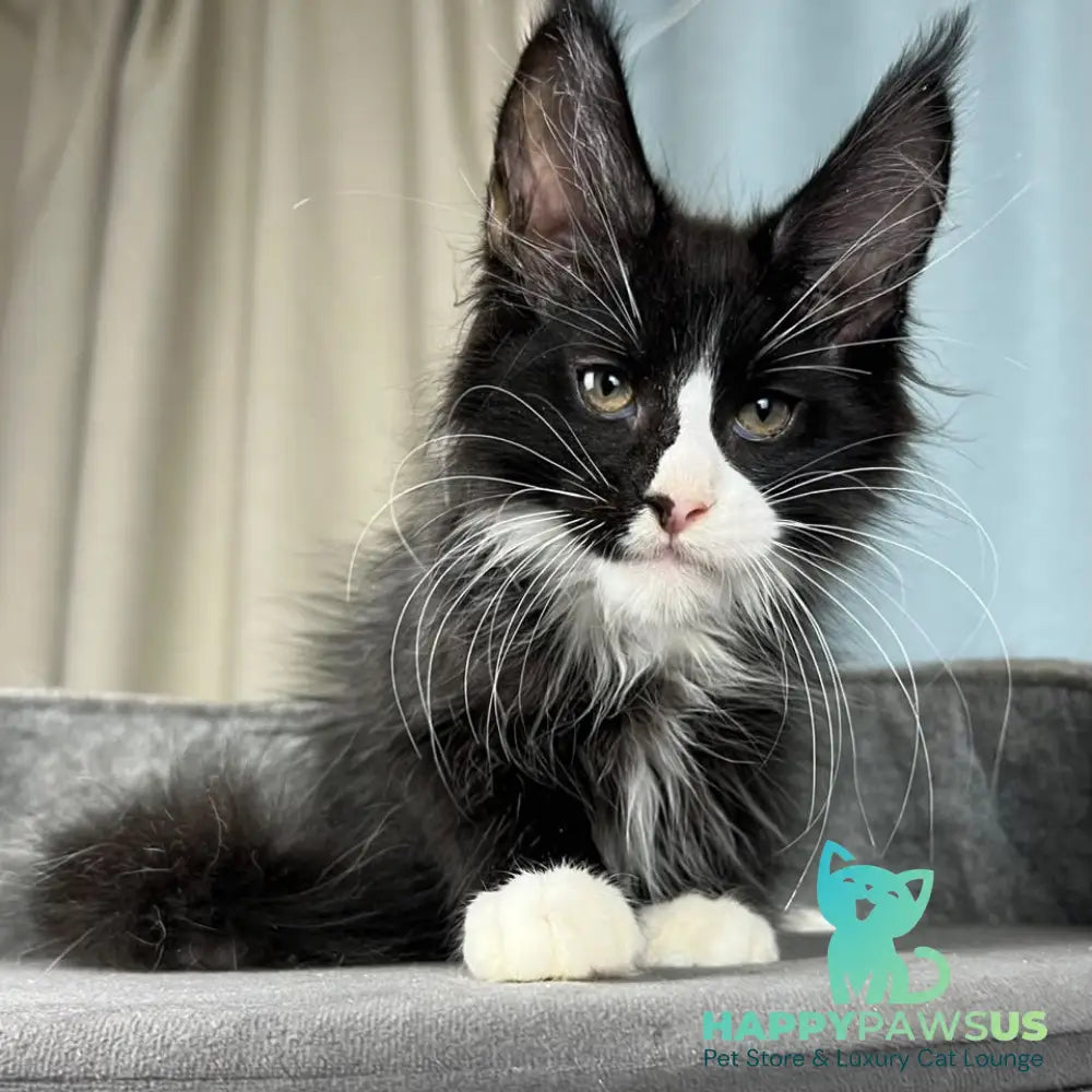 Quasar Maine Coon male black with white - live animals
