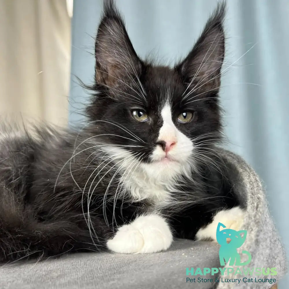 Quasar Maine Coon male black with white - live animals
