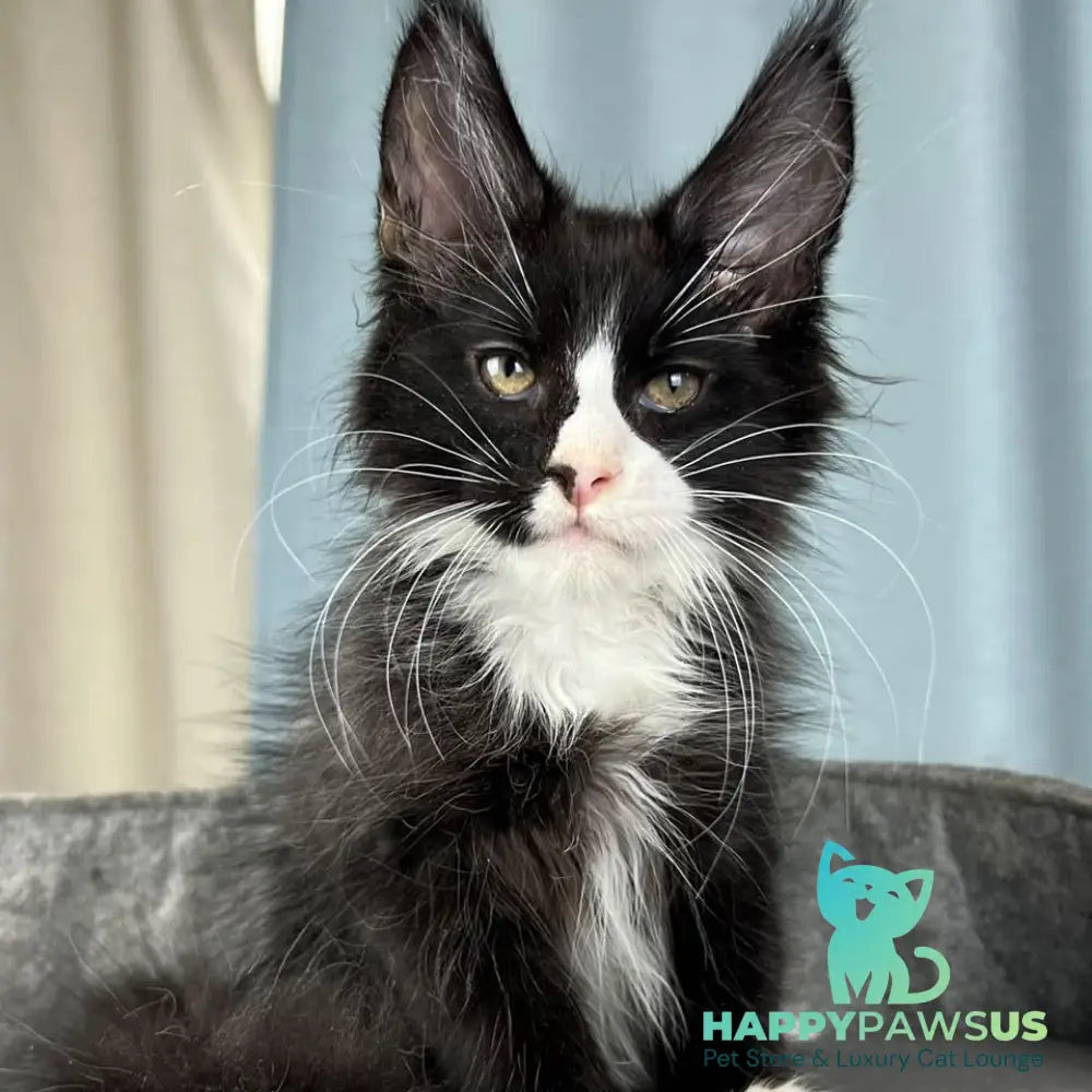 Quasar Maine Coon male black with white - live animals