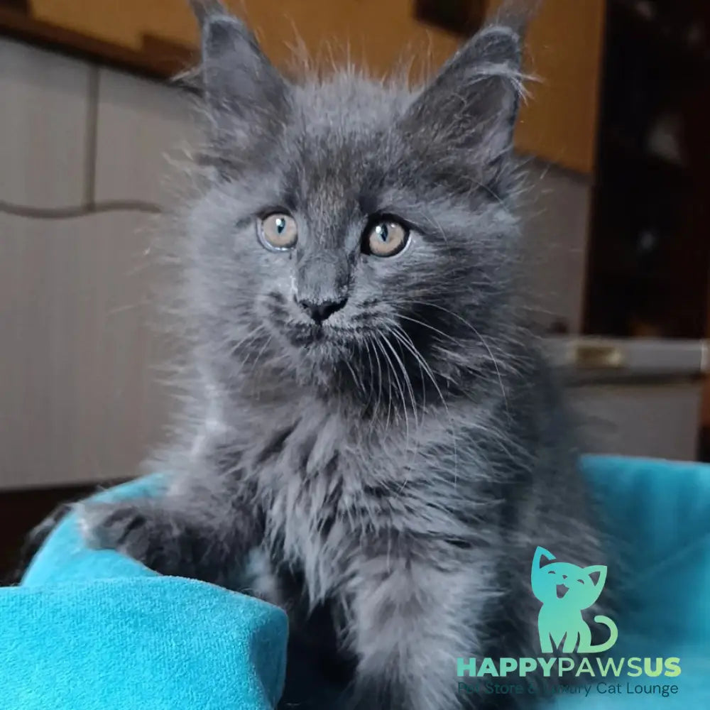 Quasar Maine Coon male blue - live animals