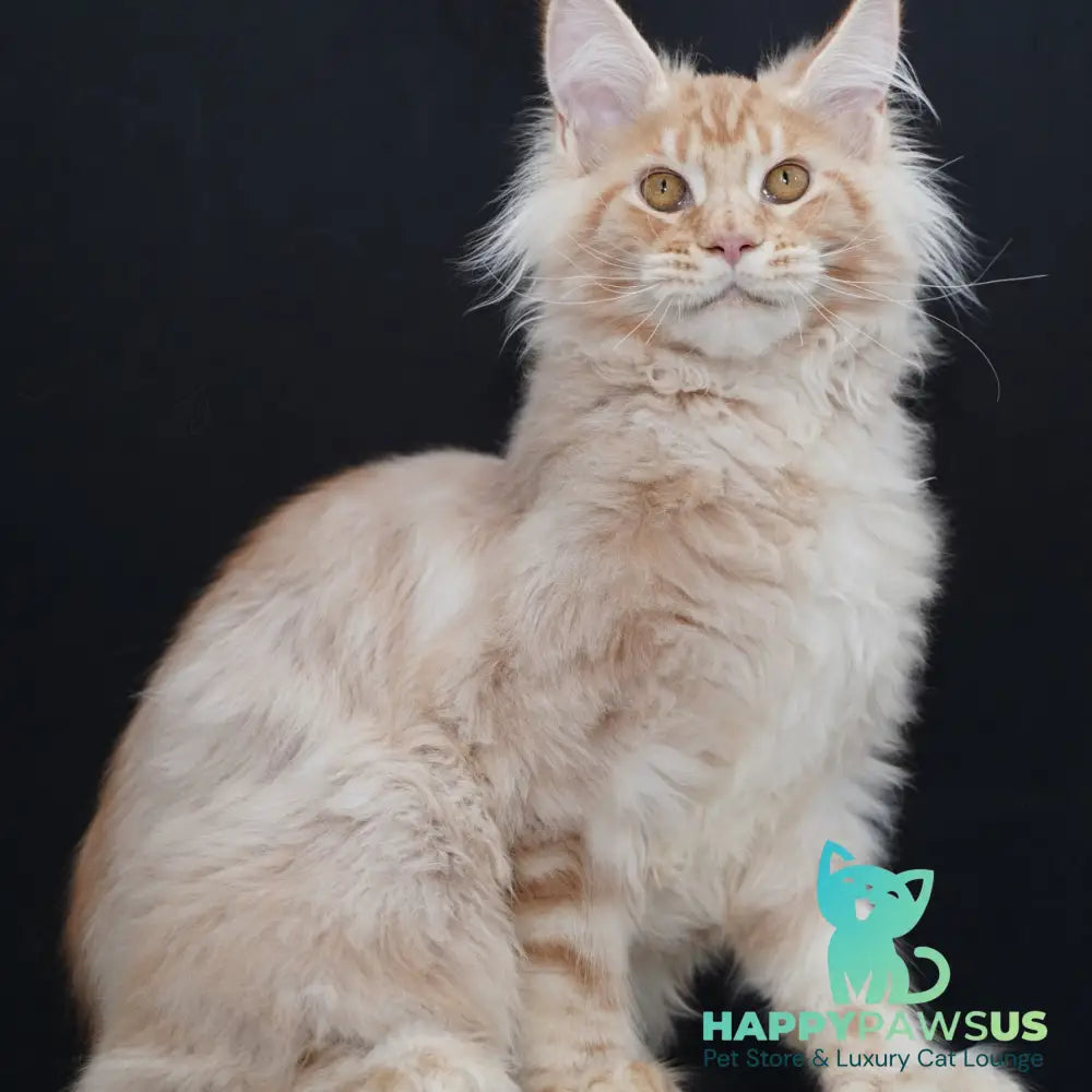 Quasar Maine Coon polydactyl 6x6x6x6 male red silver tabby - live animals