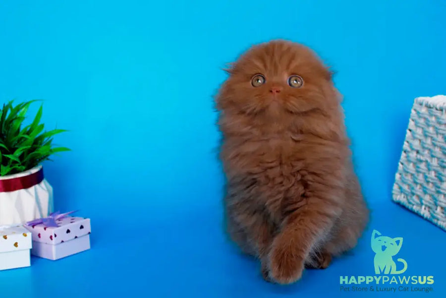 Quasar British Longhair male cinnamon - live animals