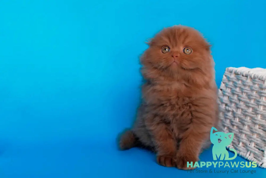 Quasar British Longhair male cinnamon - live animals