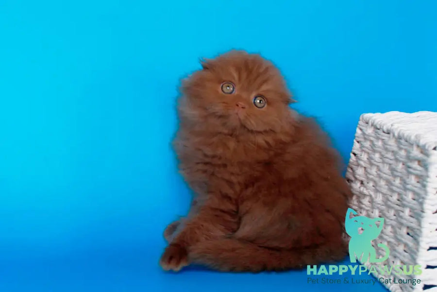 Quasar British Longhair male cinnamon - live animals