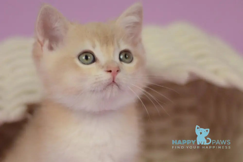 Quazar British Shorthair male lilac golden chinchilla live animals