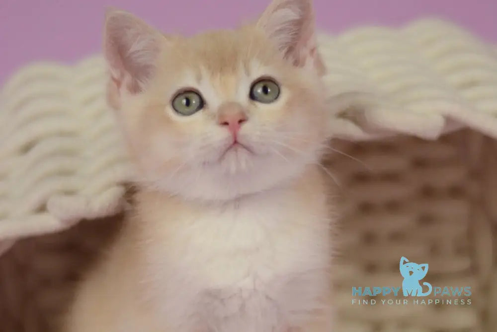 Quazar British Shorthair male lilac golden chinchilla live animals