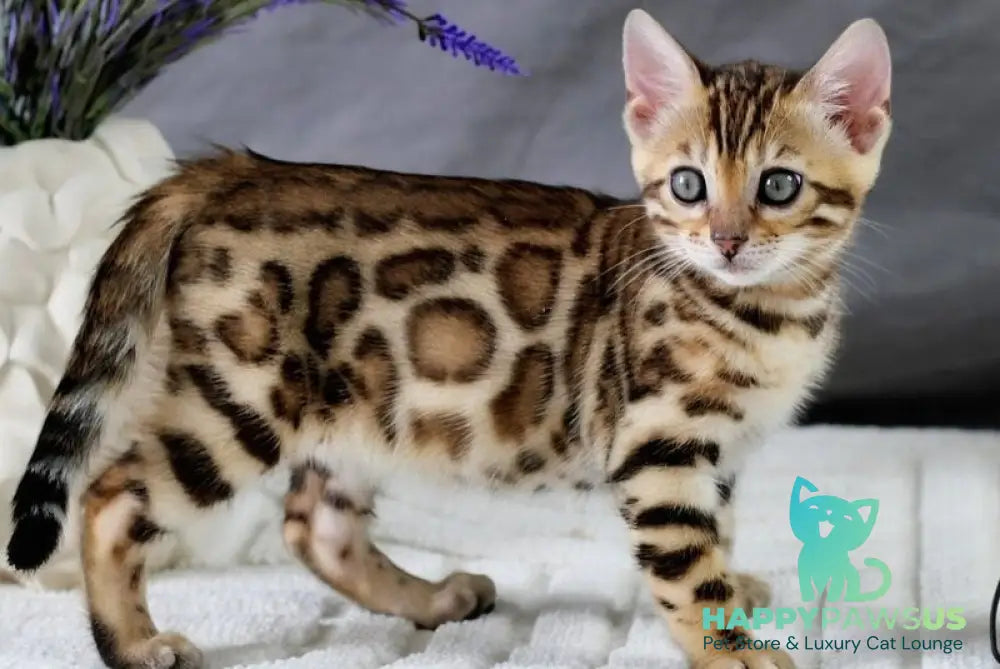 Queen Bengal female black spotted tabby - live animals