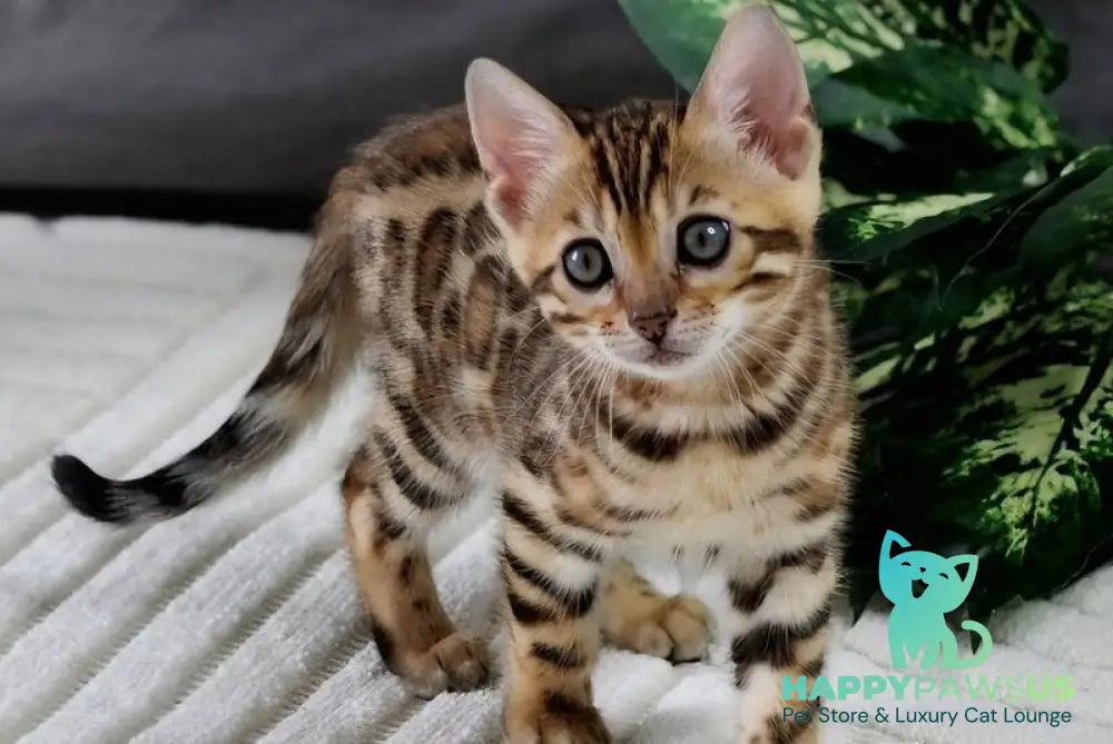 Queen Bengal female black spotted tabby - live animals