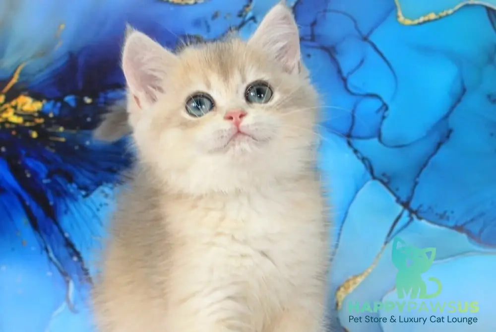 Queen British Shorthair female blue golden shaded - live animals