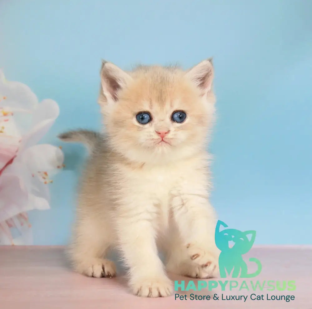 Queen British Shorthair female blue golden shaded - live animals