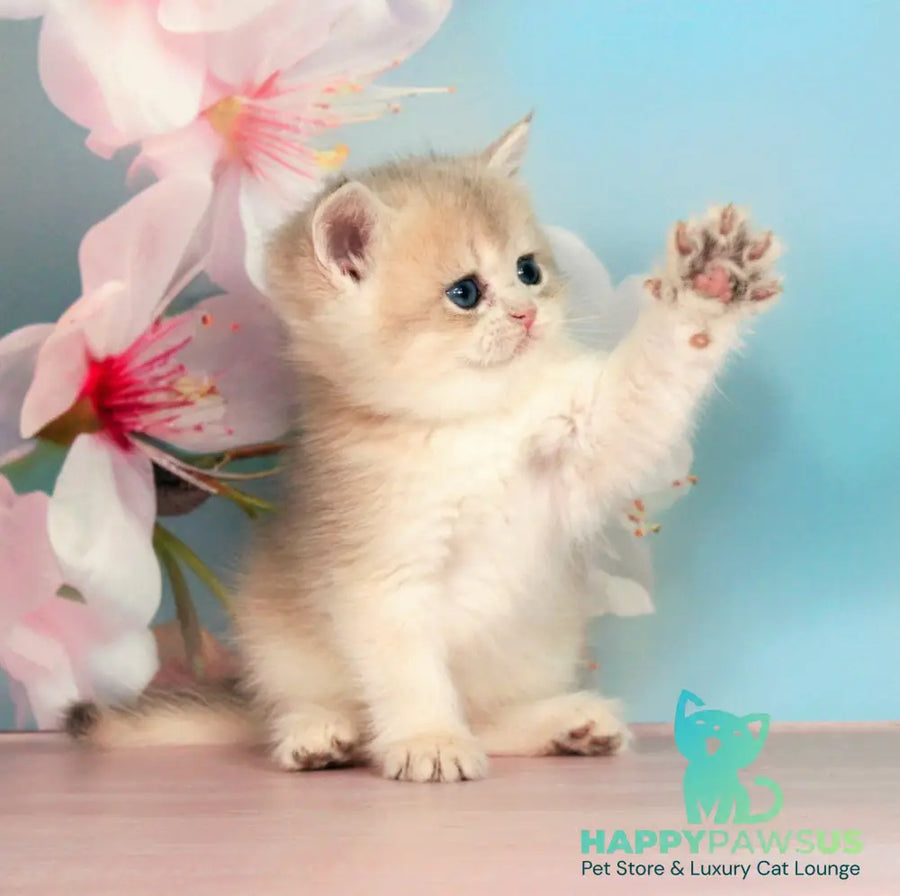 Queen British Shorthair female blue golden shaded - live animals
