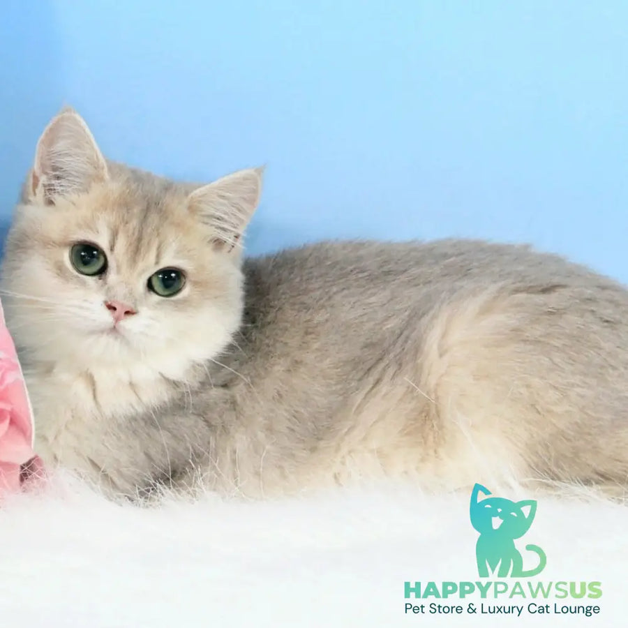 Queen British Shorthair female blue golden shaded - live animals
