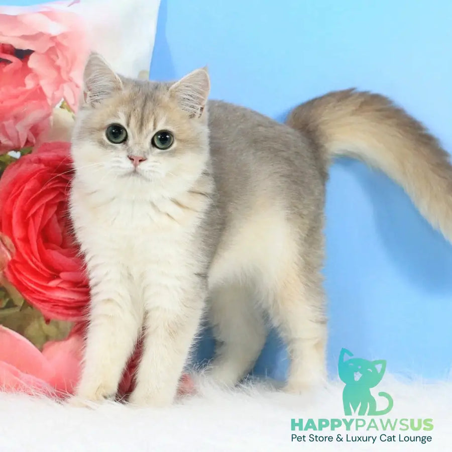 Queen British Shorthair female blue golden shaded - live animals