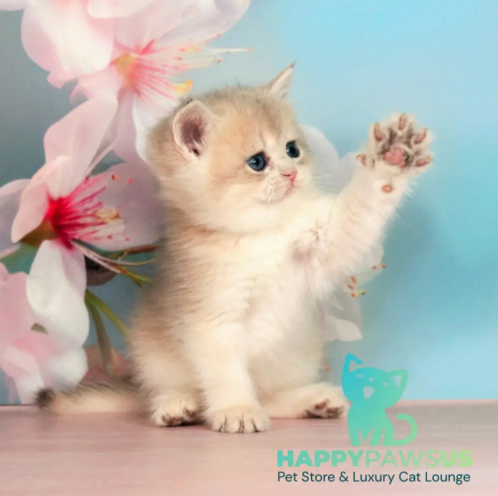 Queen British Shorthair female blue golden shaded - live animals