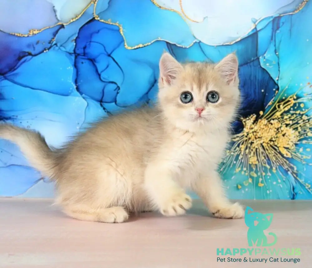 Queen British Shorthair female blue golden shaded - live animals