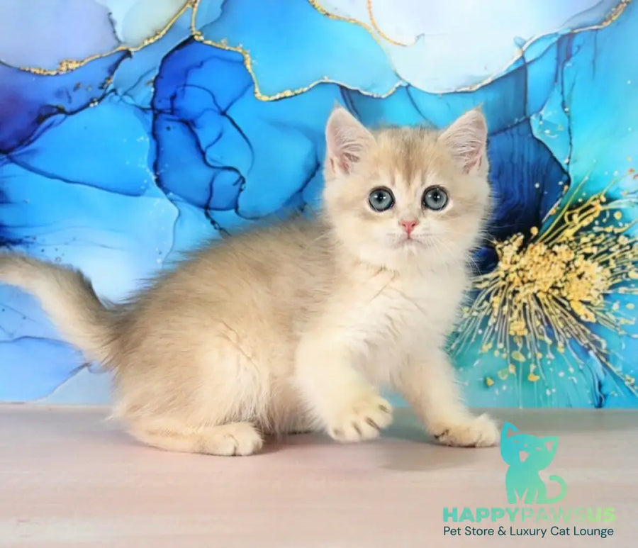 Queen British Shorthair female blue golden shaded - live animals