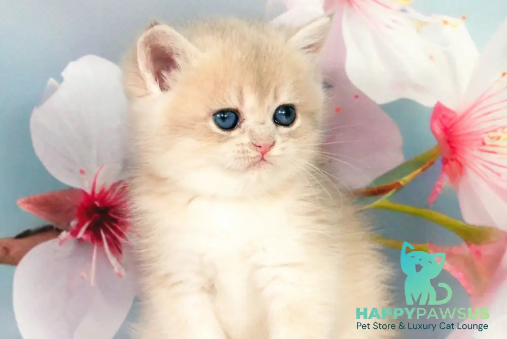 Queen British Shorthair female blue golden shaded - live animals