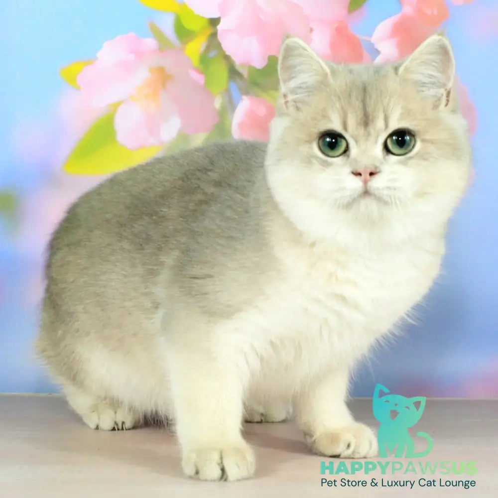 Queen British Shorthair female blue golden shaded - live animals