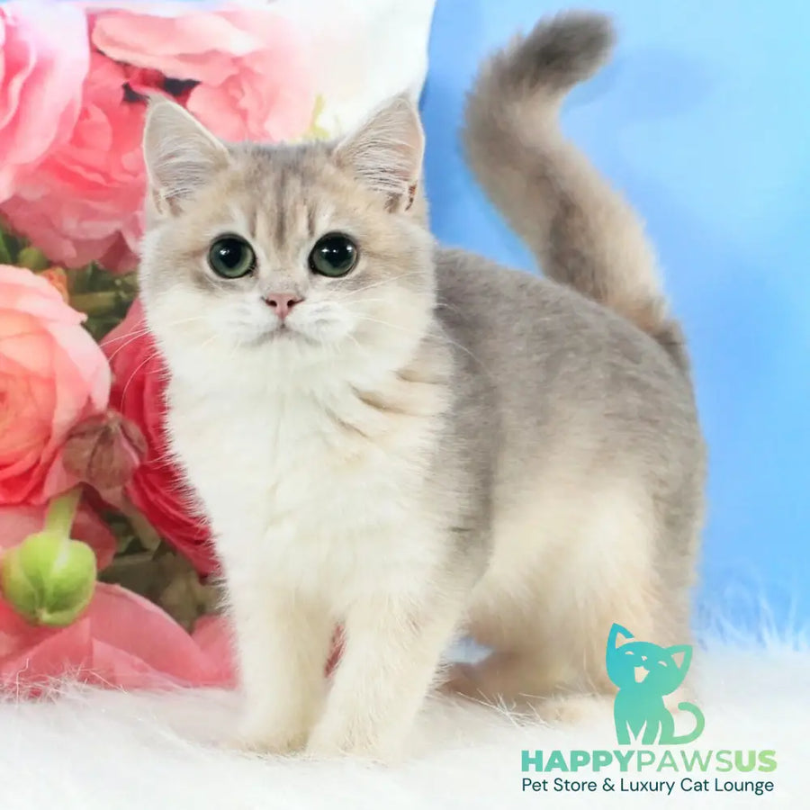 Queen British Shorthair female blue golden shaded - live animals