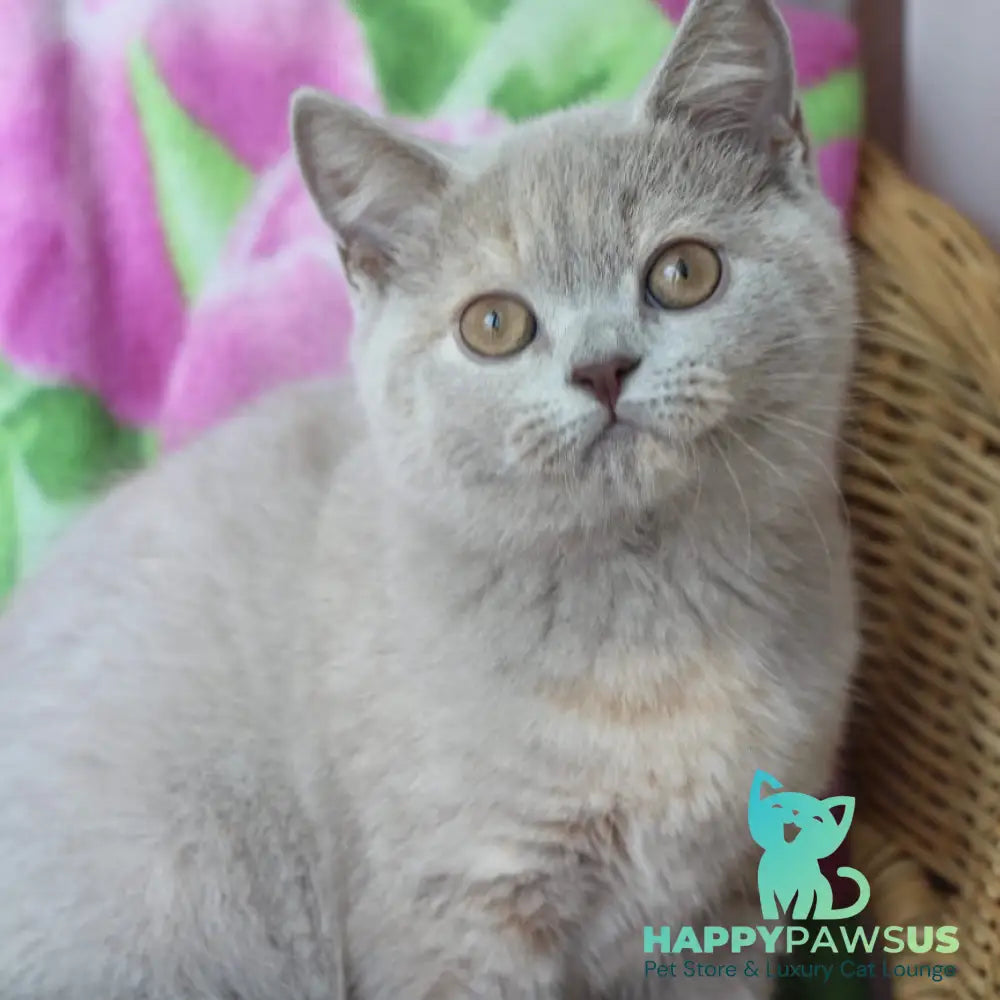 Queen British Shorthair female lilac cream - live animals