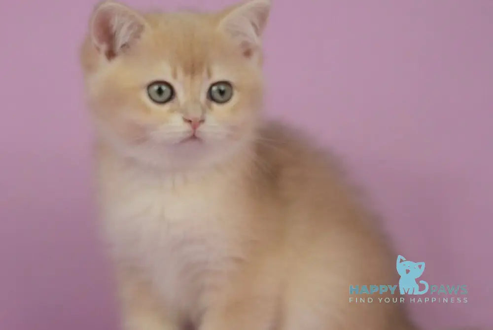 Queen British Shorthair female lilac golden chinchilla live animals