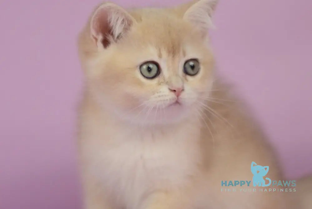 Queen British Shorthair female lilac golden chinchilla live animals