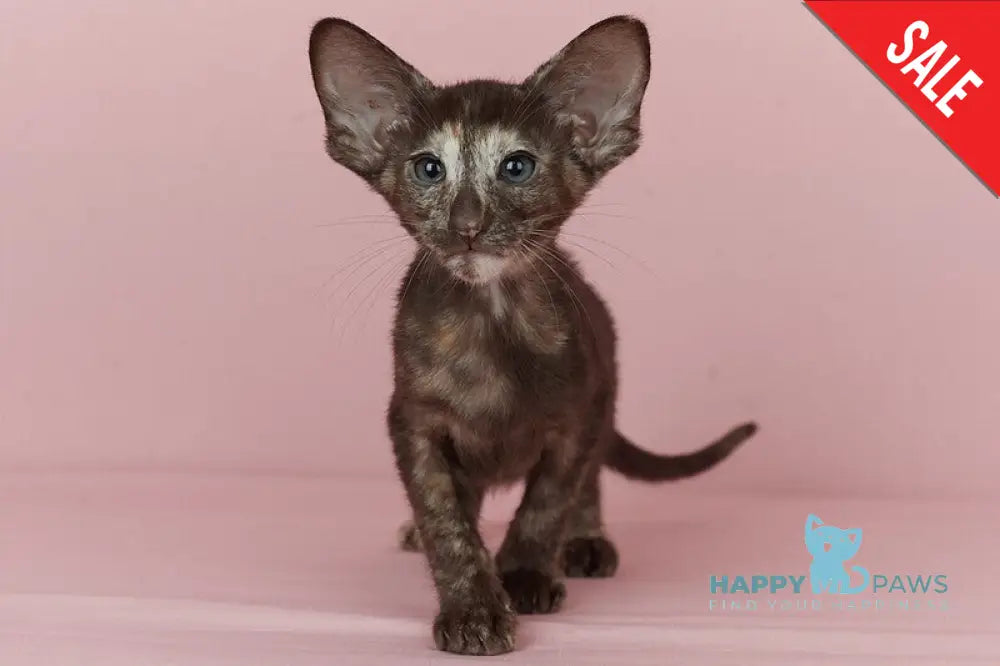 Queen Oriental Shorthair female chocolate tortie - live animals