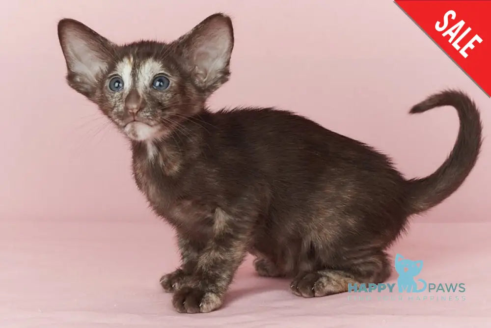 Queen Oriental Shorthair female chocolate tortie - live animals