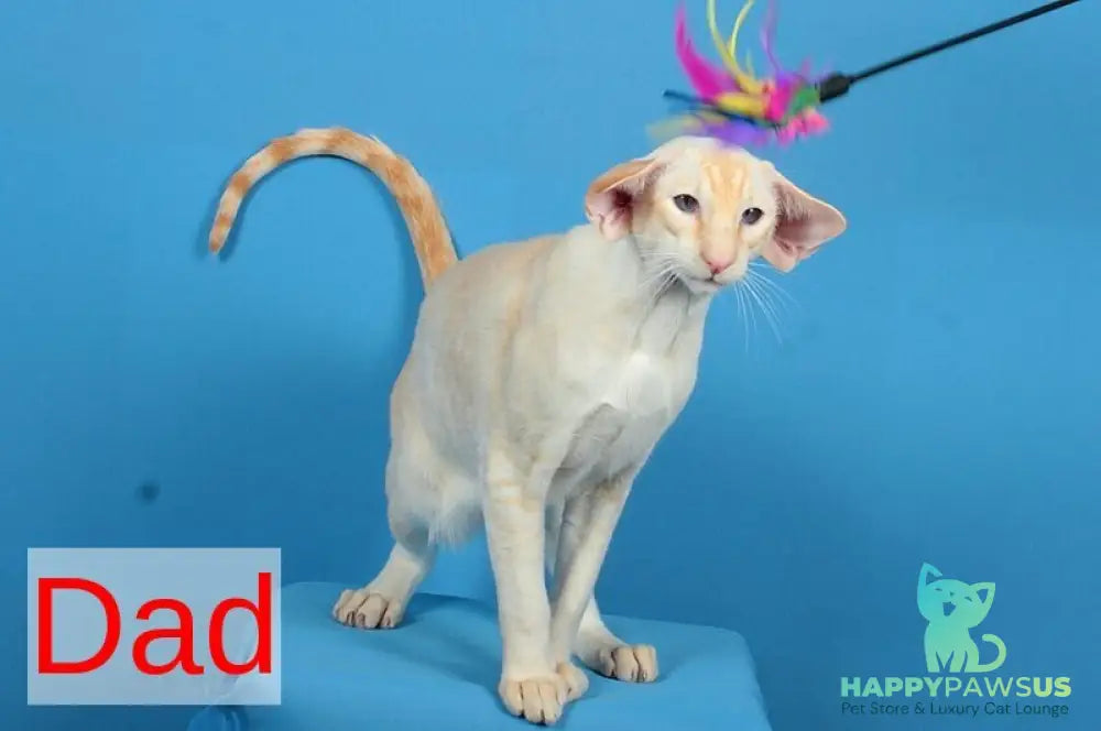 Queen Oriental Shorthair female chocolate tortie - live animals
