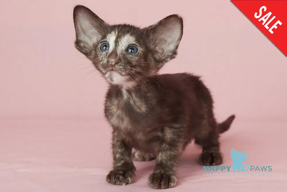 Queen Oriental Shorthair female chocolate tortie - live animals