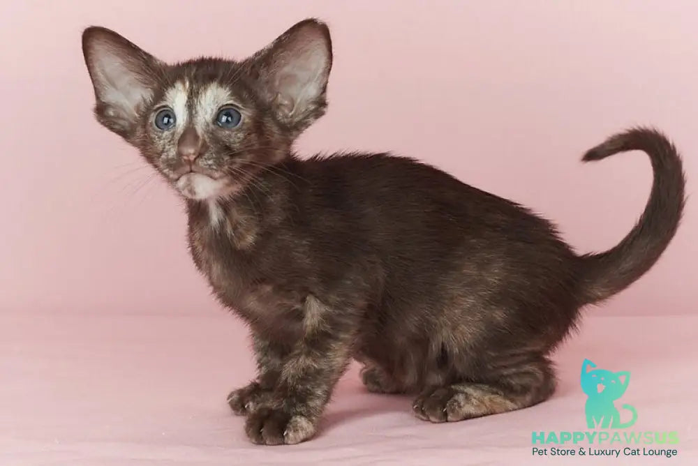 Queen Oriental Shorthair female chocolate tortie - live animals