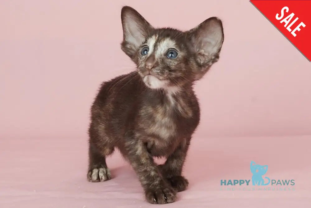Queen Oriental Shorthair female chocolate tortie - live animals