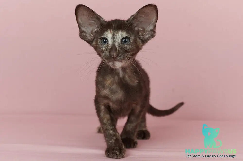 Queen Oriental Shorthair female chocolate tortie - live animals