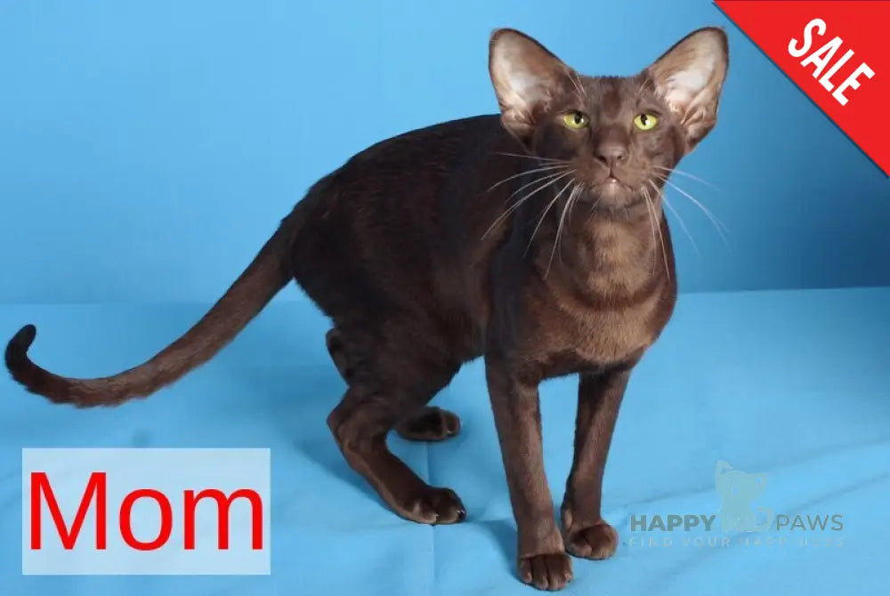 Queen Oriental Shorthair female chocolate tortie - live animals