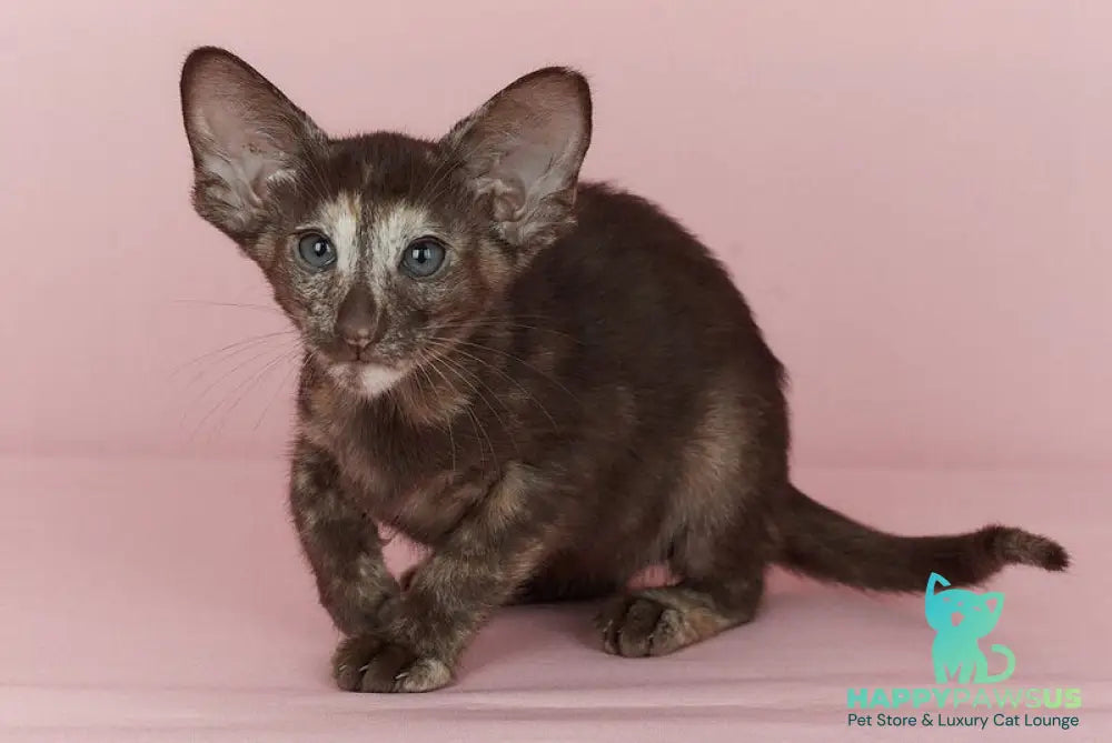 Queen Oriental Shorthair female chocolate tortie - live animals