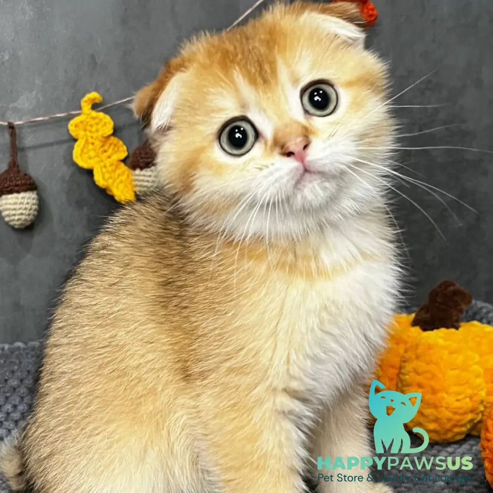 Queen Scottish Fold female black golden shaded - live animals