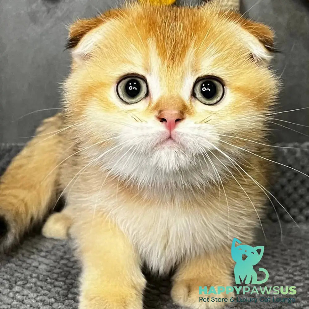 Queen Scottish Fold female black golden shaded - live animals