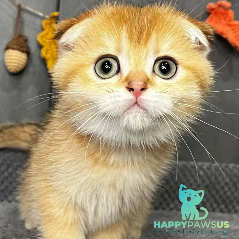 Queen Scottish Fold female black golden shaded - live animals