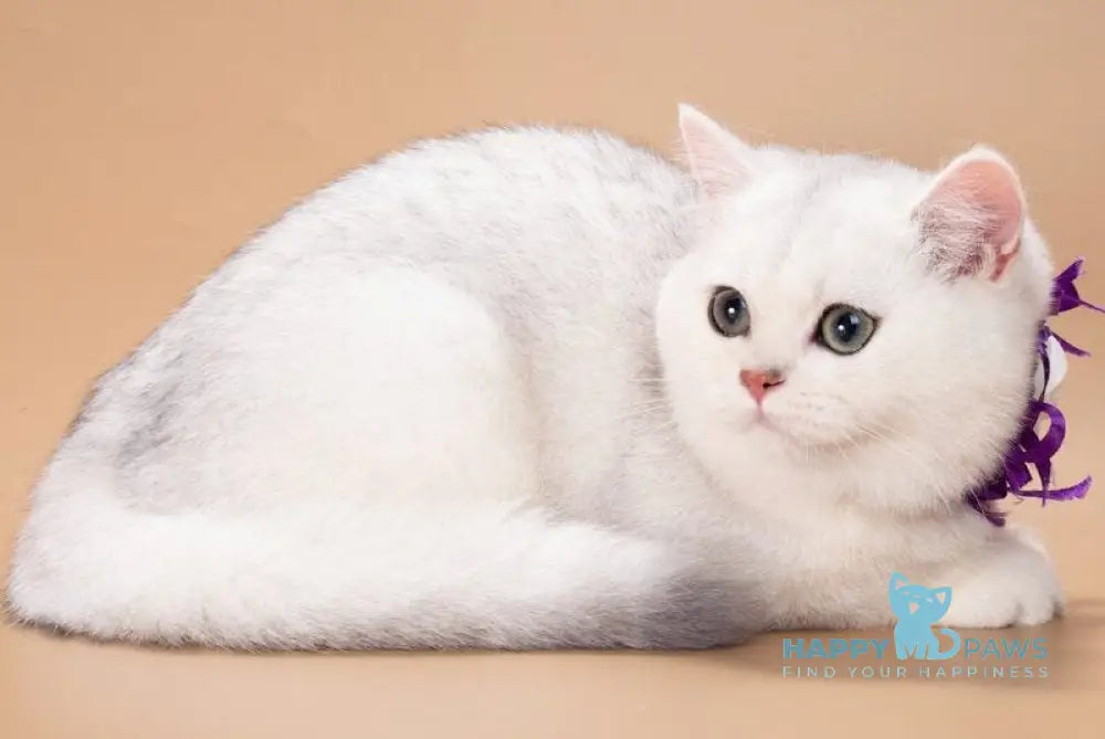 Queena British Shorthair female black silver shaded live animals