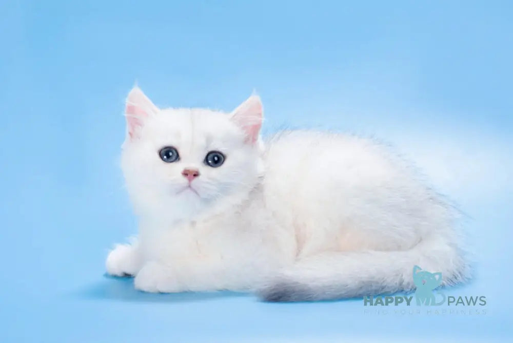 Queena British Shorthair male black silver shaded live animals
