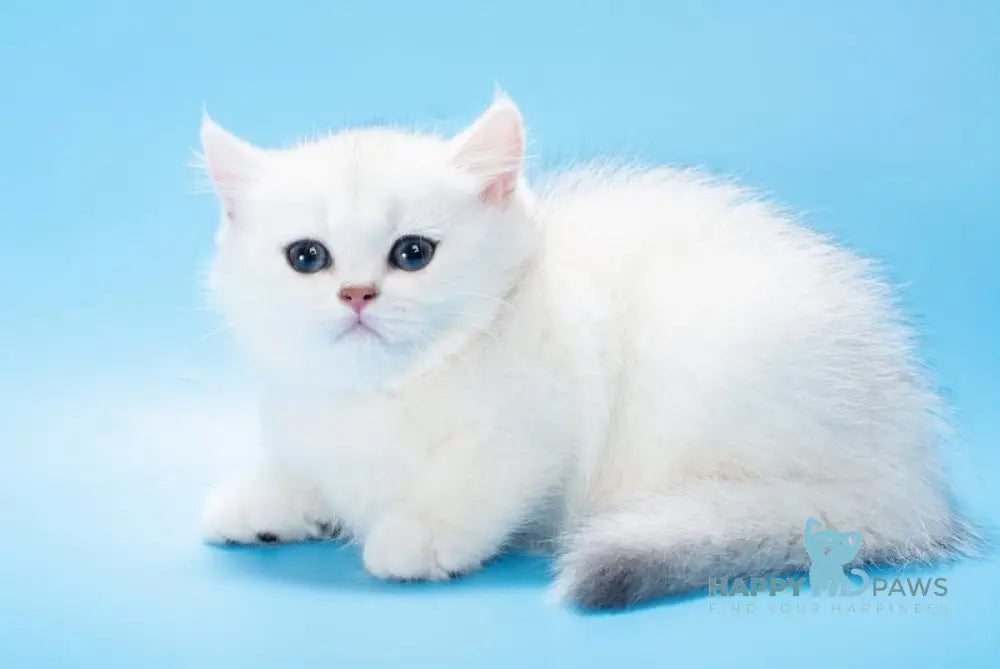 Queena British Shorthair male black silver shaded live animals