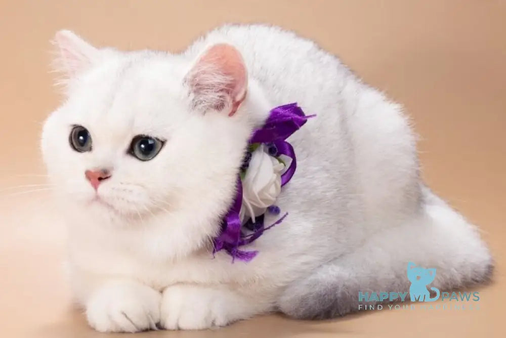 Queena British Shorthair female black silver shaded live animals