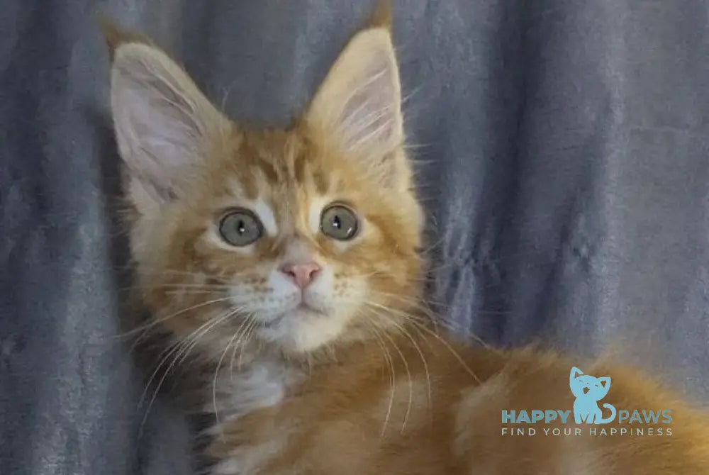 Queeness Maine Coon female red tabby live animals