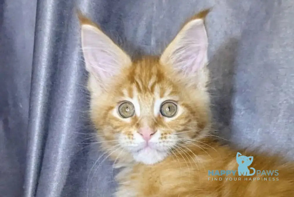 Queeness Maine Coon female red tabby live animals