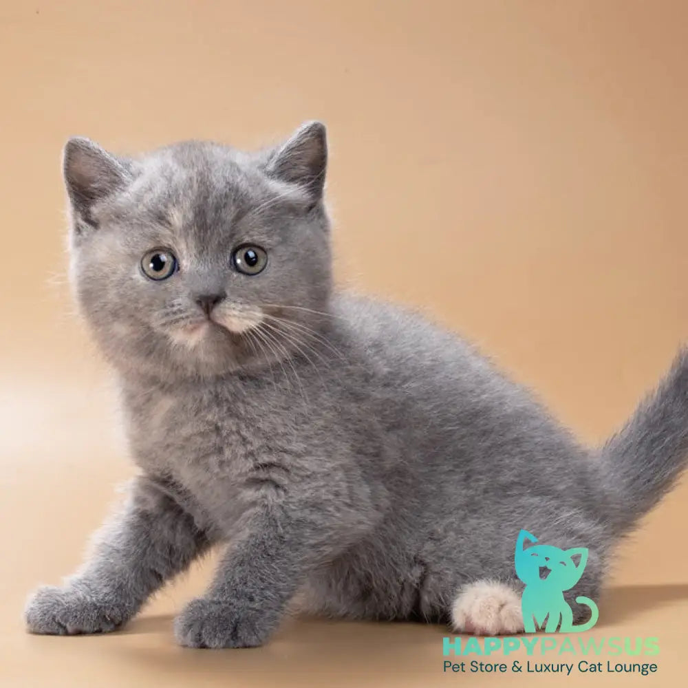 Queenie British Shorthair male blue tortie - live animals
