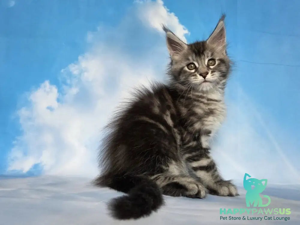 Quelea Maine Coon female black silver tabby - live animals