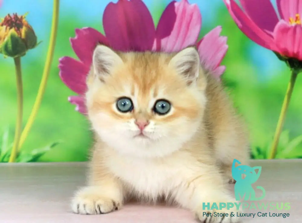 Quentin British Shorthair male black golden shaded - live animals