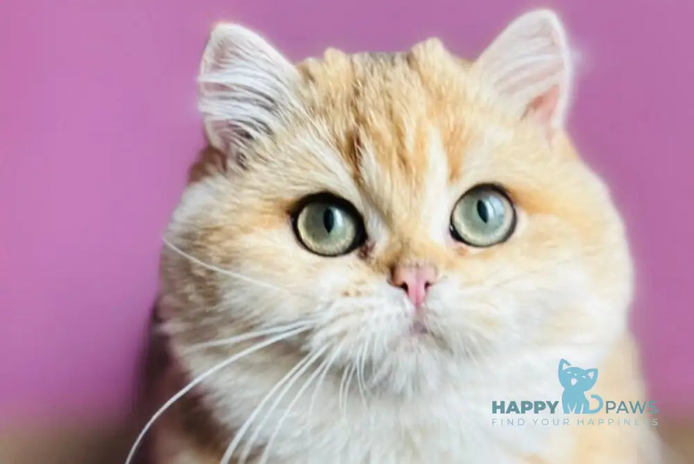 Quentin British Shorthair male black golden shaded live animals